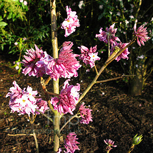 Daphne Bholua glacialis