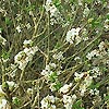 Daphne Mezereum - Alba