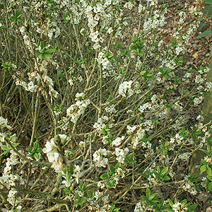 Daphne Mezereum 'Alba' - Daphne