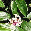 Daphne Odora - Aureomarginata