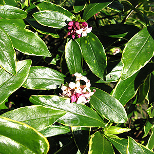 Daphne Odora 'Aureomarginata' - Variegated Daphne