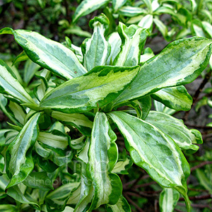 Daphne Odora 'Geisha  Girl' - Variegated Daphne