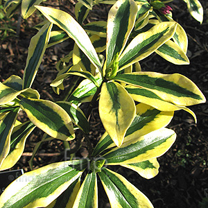 Daphne Odora 'Mae-Jima'