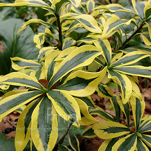 Daphne Odora 'Mae-Jima' - Variegated Daphne