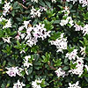 Daphne Retusa