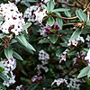 Daphne Tangutica