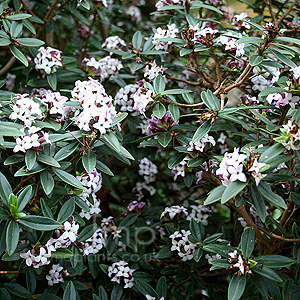 Daphne Tangutica - Daphne