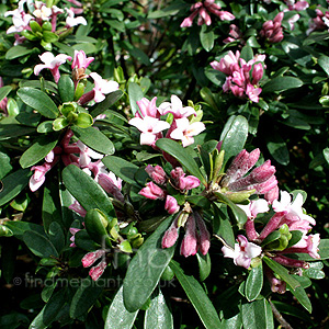 Daphne X Transatlantica 'Blafra' - Daphne