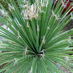 Dasylirion Acrotrichum - Green Sotol, Great Desert Spoon