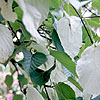 Davidia Involucrata