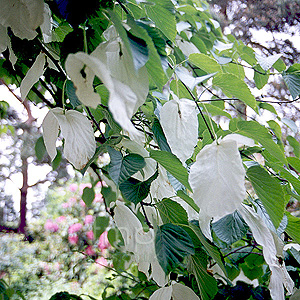 Davidia Involucrata - Handkerchief Tree