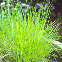 Deschampsia Flexuosa - Hair Grass, Deschampsia