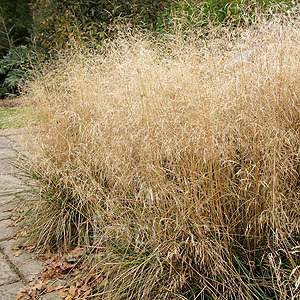 Deschampsia Cespitosa 'Goldtau' - Hair Grass, Deschampsia
