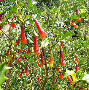 Desfontiania Spinosa - Desfontainia