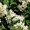 Deutzia Gracilis