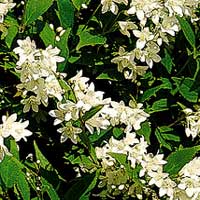 Deutzia Gracilis - Deutzia