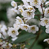 Deutzia Corymbosa