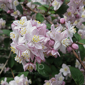 Deutzia X Elegantissima 'Rosealind'