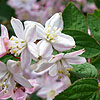 Deutzia X Elegantissima - Fasciculata