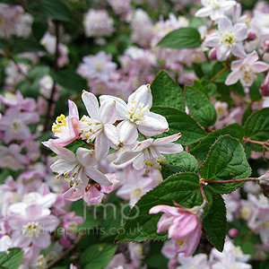 Deutzia X Elegantissima 'Fasciculata' - Beauty Bush, Deutzia