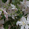 Deutzia Hybrida - Contraste