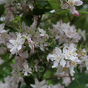 Deutzia Hybrida 'Contraste' - Beauty Bush, Deutzia