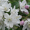 Deutzia Longifolia - Veitchii