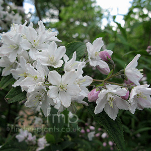 Deutzia Longifolia 'Veitchii' - Beauty Bush