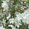 Deutzia Purpurascens