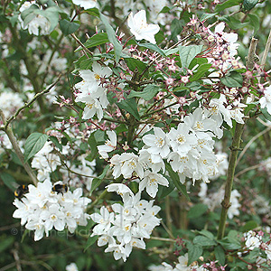 Deutzia Purpurascens - Beauty Bush,  Deutzia
