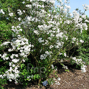 Deutzia Vilmoriniae