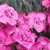 Dianthus - Cobham Beauty