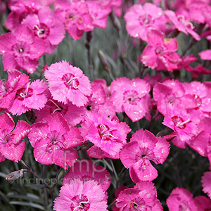 Dianthus 'Cobham Beauty' - Dianthus, Pink