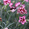 Dianthus - Devon Saphire