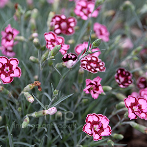 Dianthus 'Devon Saphire' - Dianthus, Chinese Pink