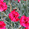 Dianthus - Fire Star