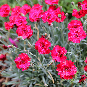 Dianthus 'Fire Star' - Dianthus, Chinese Pink