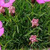 Dianthus Inshriach