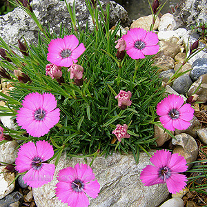 Dianthus Inshriach - Carnation