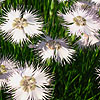 Dianthus Lusitanicus