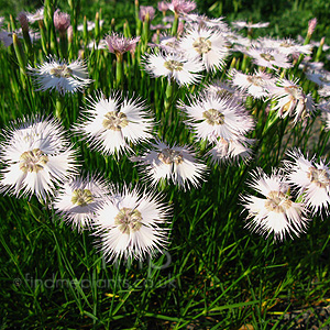 Dianthus Lusitanicus - Alpine Pink