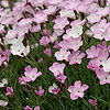 Dianthus - Nyewoods Cream