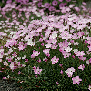 Dianthus 'Nyewoods Cream' - Dianthus,  Pink