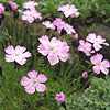 Dianthus Pavonius