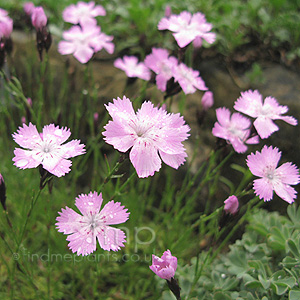 Dianthus Pavonius - Pink