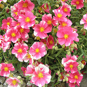 Dianthus 'Raspberry Ribble' - Pink