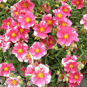 Dianthus 'Raspberry Ribble' - Pink