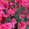Dianthus  - Red Star