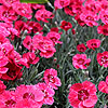Dianthus - Red Star
