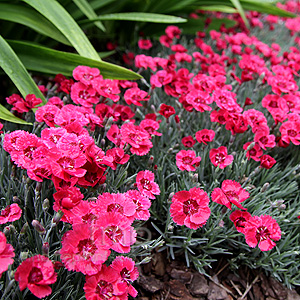 Dianthus  'Red Star' - Dianthus, Pink